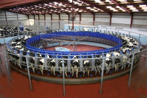 Rotary Milking Parlour